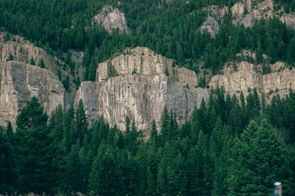 Bosque con acantilados de roca gris