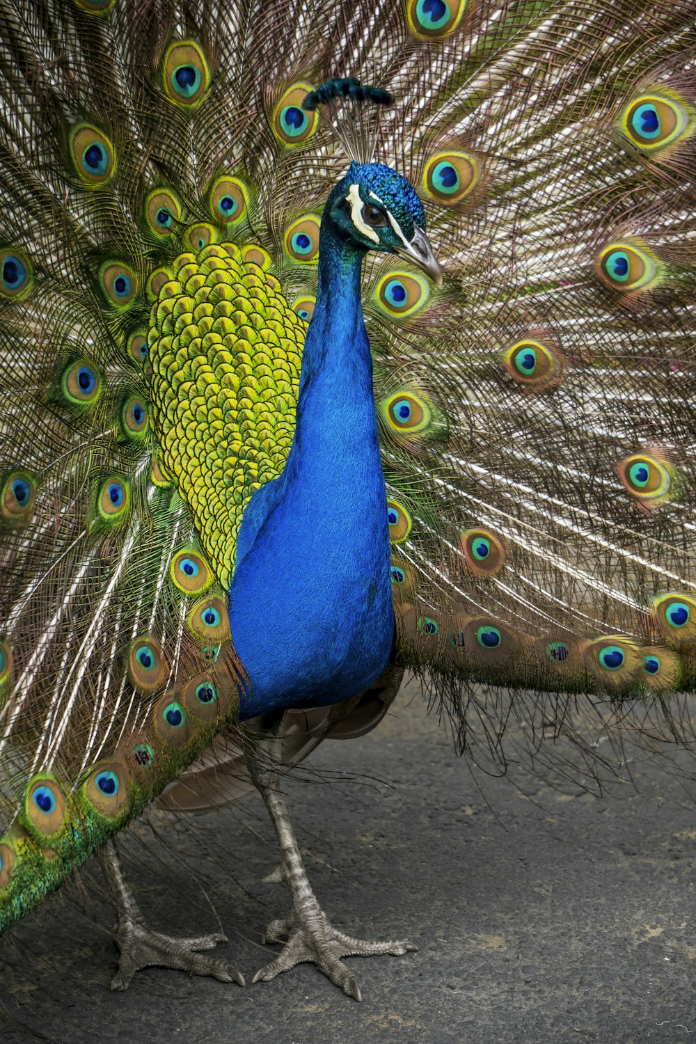 Uma visão de perto de um pavão com suas penas espalhadas.