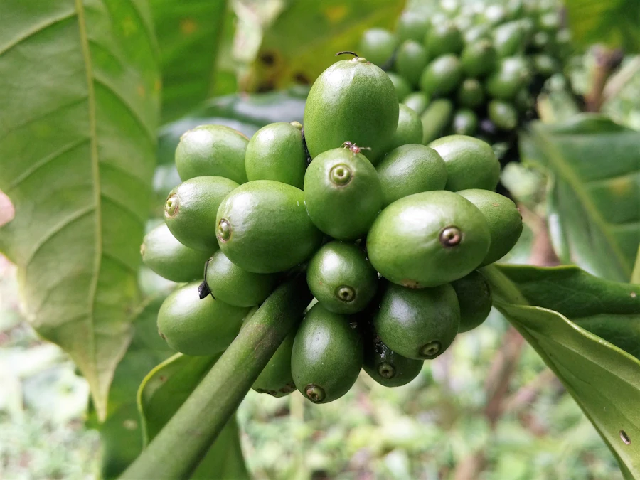 Coffee cherries ripening on the branch