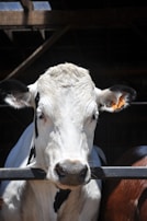 Close-up of a livestock farm equipment monitored by inoiatech’s biocybernétique software.