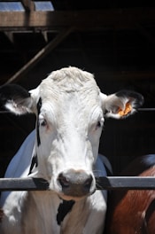 A close-up view of a white and black cow with a numbered tag on its ear, positioned behind a metal fence. The background is dimly lit, suggesting an indoor area with wooden beams above.