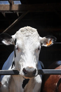 Technician using Digireader device on cattle in a modern livestock facility.
