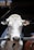 A close-up view of a white and black cow with a numbered tag on its ear, positioned behind a metal fence. The background is dimly lit, suggesting an indoor area with wooden beams above.