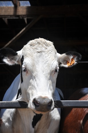 A close-up view of a white and black cow with a numbered tag on its ear, positioned behind a metal fence. The background is dimly lit, suggesting an indoor area with wooden beams above.