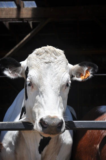 Technician using Digireader device on cattle in a modern livestock facility.