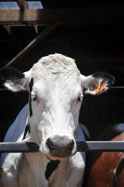 Technician using Digireader device on cattle in a modern livestock facility.