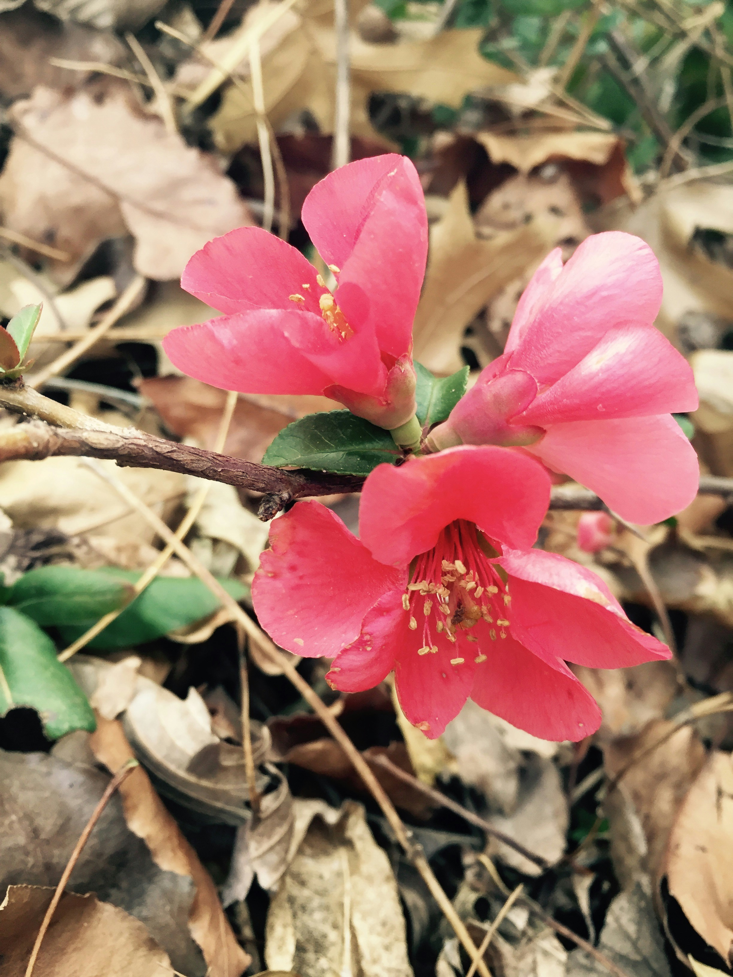 Free Unsplash photo from María  Gonzalez