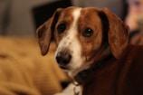 Softly lit image of a beagle with soulful eyes looking directly at the camera on a cream background.