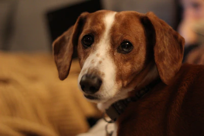 Close-up of a calm American Staffordshire Terrier with soulful eyes looking at the camera.