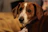 Close-up of a rescued dog with soulful eyes looking at the camera.