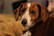 Close-up of a rescued dog with soulful eyes looking at the camera.