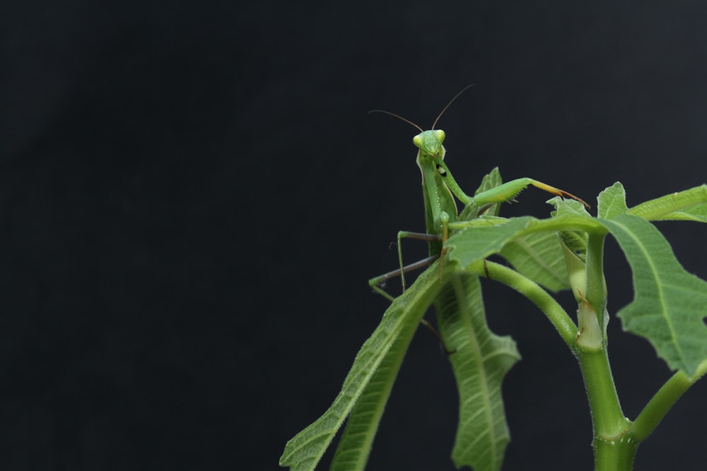 sauterelle sur feuille verte