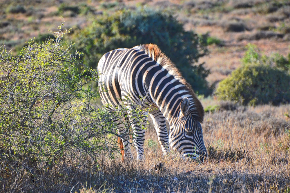 zebra comendo grama durante o dia