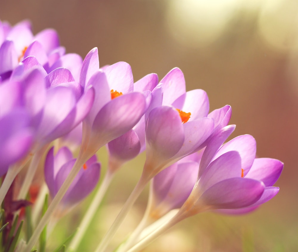 purple petaled flowers