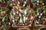 tulip flower in box