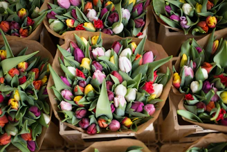 tulip flower in box
