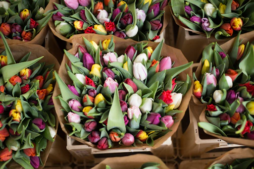 A colorful assortment of tulips arranged in neat bundles.
