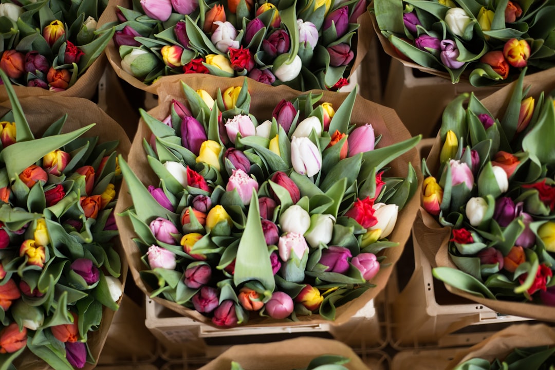 tulip flower in box, Tulips at an Amsterdam flower market