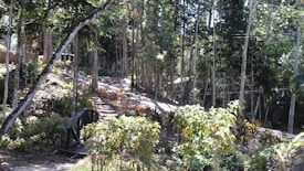 A lush forest scene with a winding path, surrounded by dense green foliage and tall trees. A small wooden bridge is positioned over a shallow area, adding a rustic touch to the natural surroundings. Sunlight filters through the tree canopy, casting dappled light on the ground.