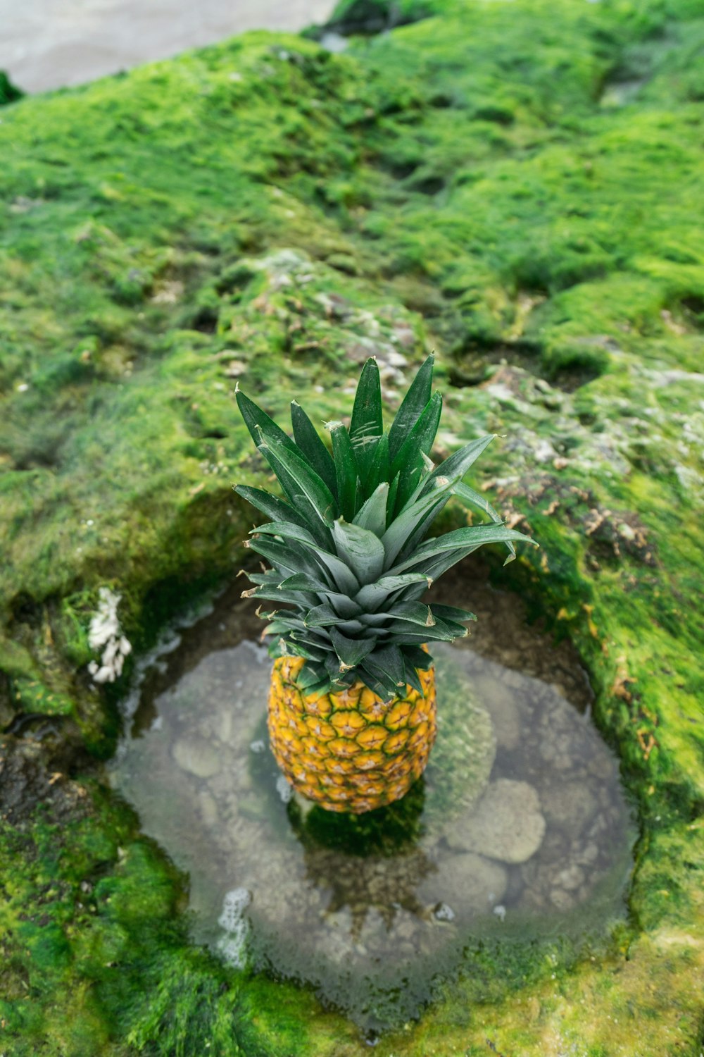 ananas fruit sur gousse