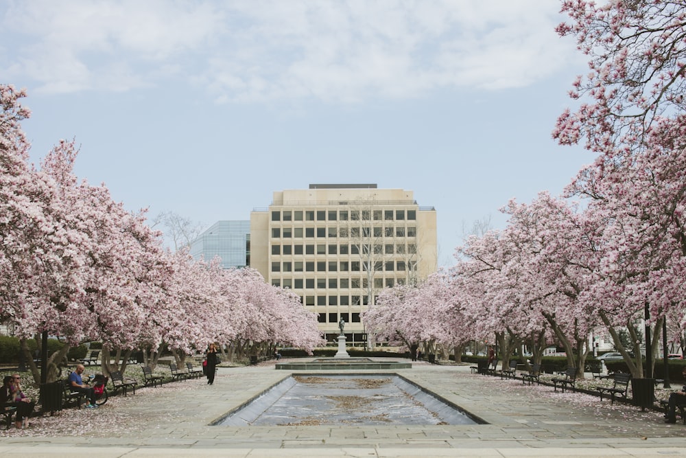 body of water between cherry blossoms