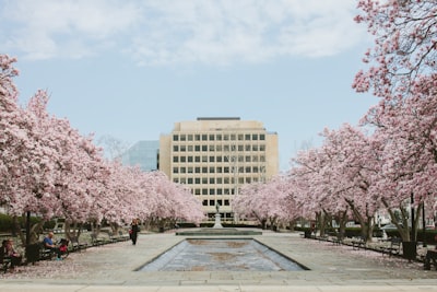 body of water between cherry blossoms rosa parks teams background