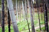 Tall bamboo stalks rise vertically, surrounded by a dense green forest floor. The bamboo poles are uniformly spaced and vary in shades of green and gray, creating a serene and natural atmosphere. Sunlight filters through the foliage, highlighting the vibrant greenery and adding depth to the scene.