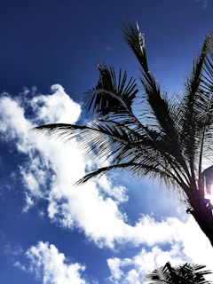 A vibrant palm tree logo representing the school.