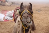 A camel with a yellow harness and grinning expression is positioned prominently in the photo. Sand and some blurred objects, including a colorful mat and fabric, form the background, suggesting a desert environment.