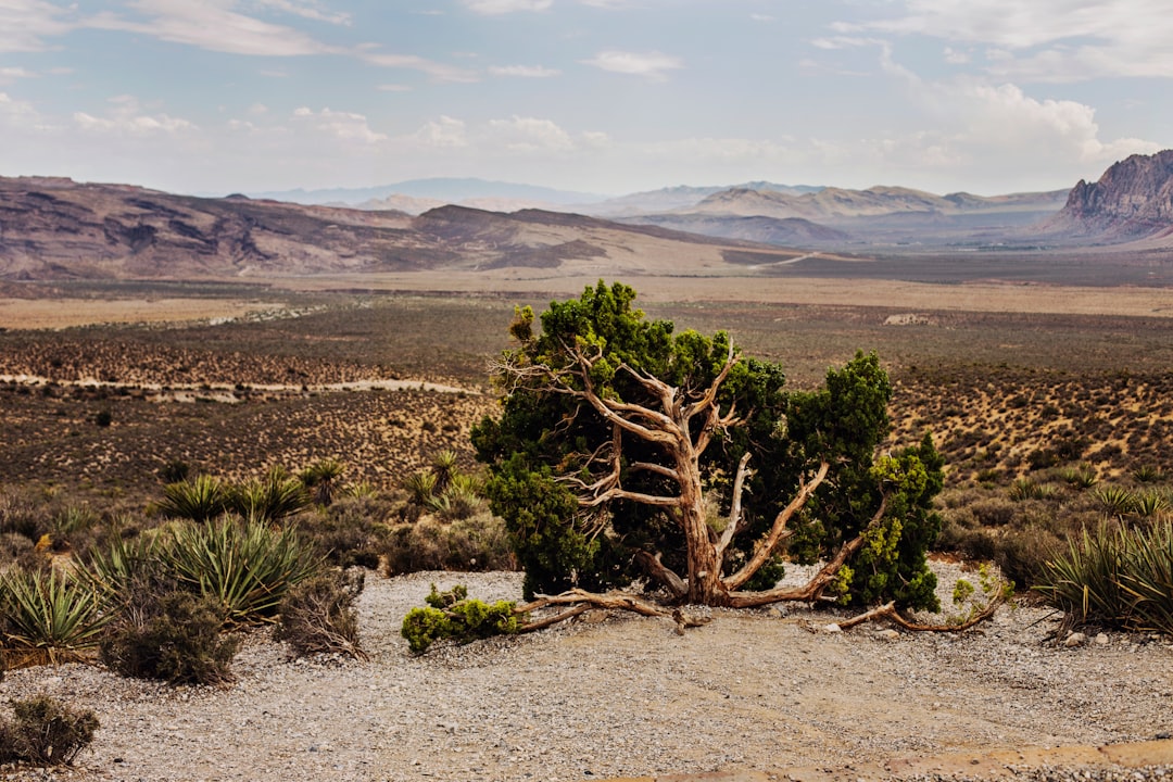 Ecoregion photo spot Red Rock Canyon National Conservation Area United States