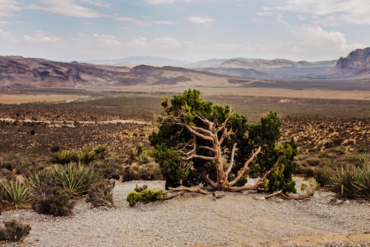 green leaf trees on dessert during daytime in Red Rock Canyon National Conservation Area United States