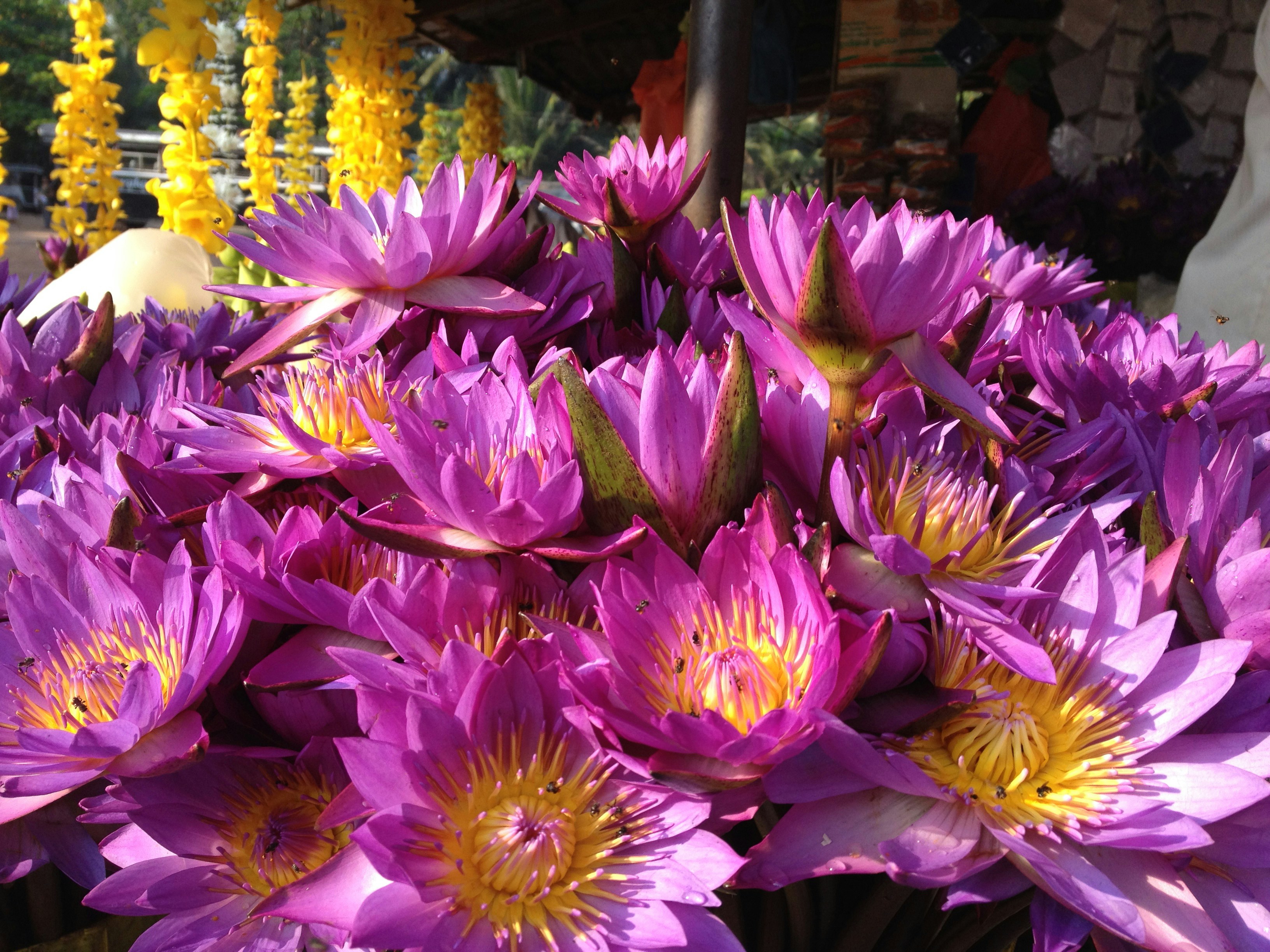 Free Unsplash photo from Uthpala Shyamendra