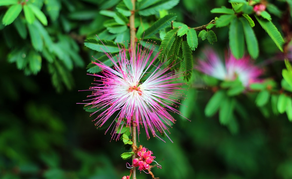 pink flower