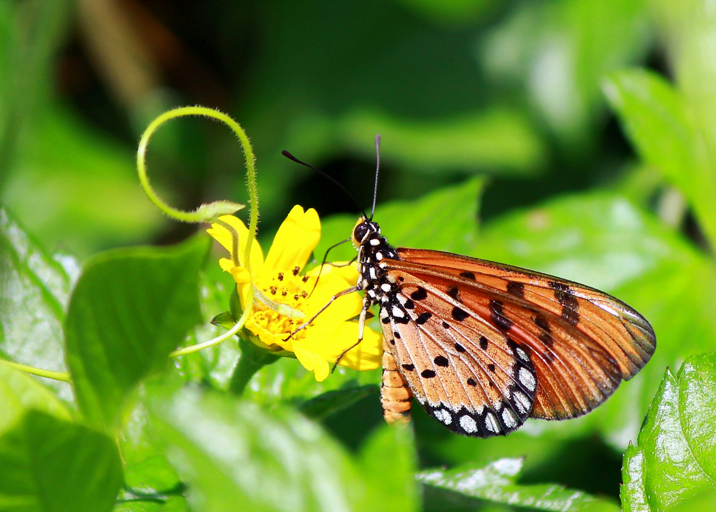 Free Unsplash photo from Uthpala Shyamendra