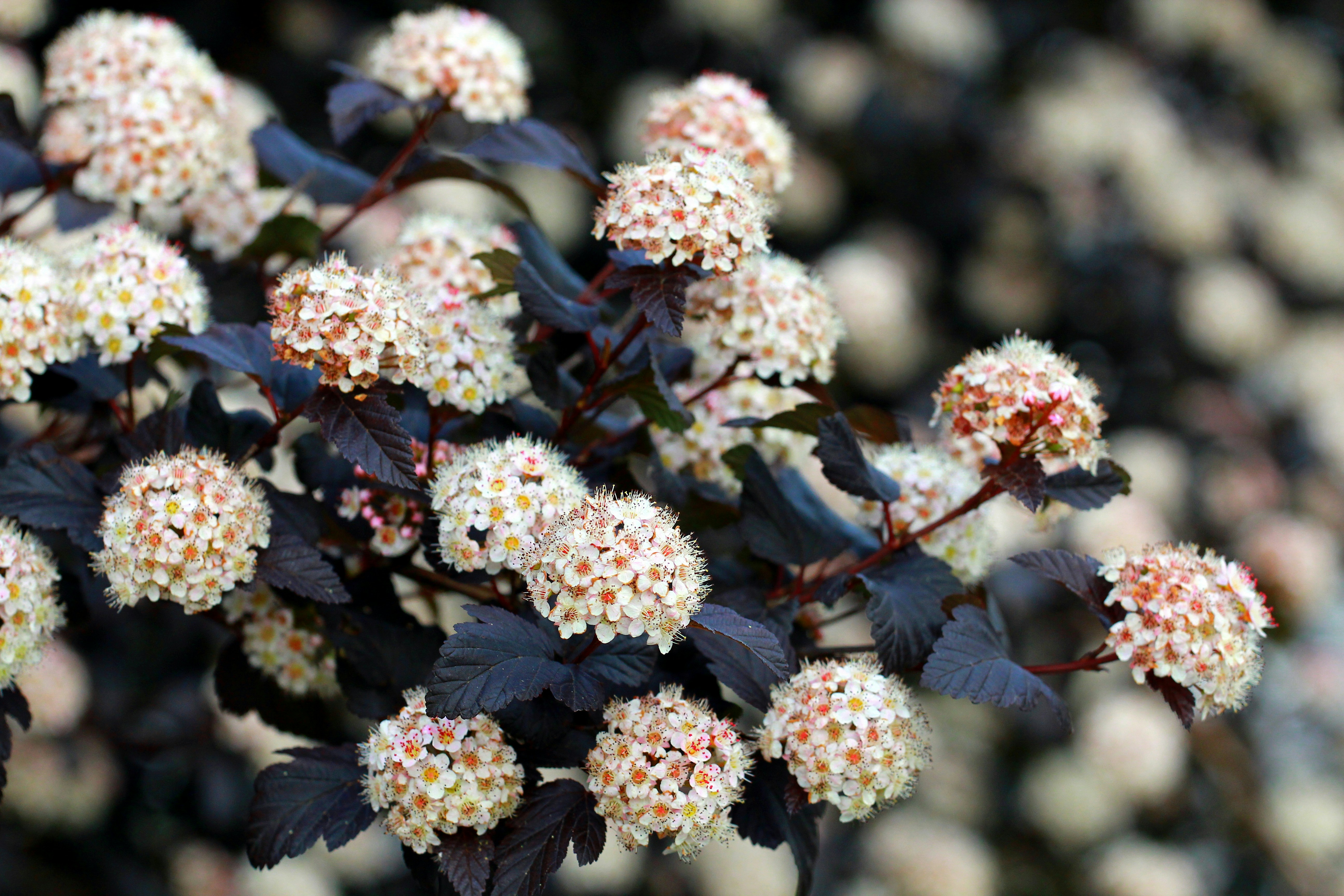 Free Unsplash photo from Uthpala Shyamendra