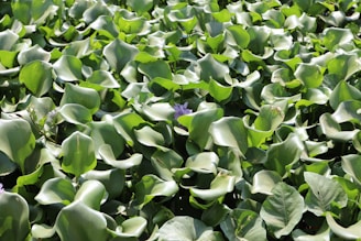 A dense cluster of green aquatic plants with broad, smooth leaves. The scene includes a few small purple flowers emerging among the leaves, suggesting a natural and serene environment.