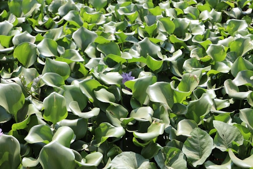 A dense cluster of green aquatic plants with broad, smooth leaves. The scene includes a few small purple flowers emerging among the leaves, suggesting a natural and serene environment.