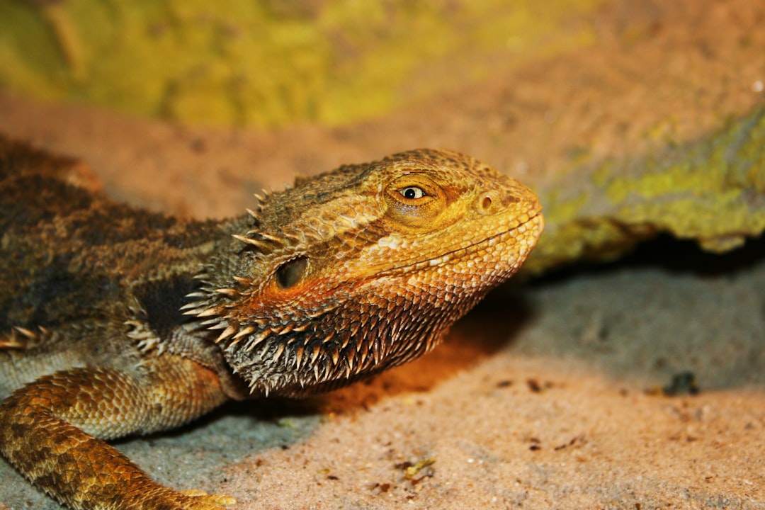 closeup photography of lizard