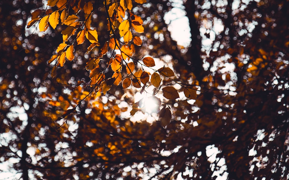 Makrofotografie von getrockneten Blättern