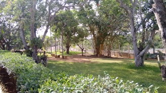 A serene sunlit area with benches and greenery for relaxation and convalescence.