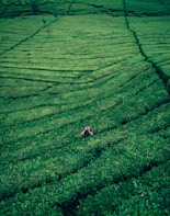 aerial photography of man in middle of plant field holding camera