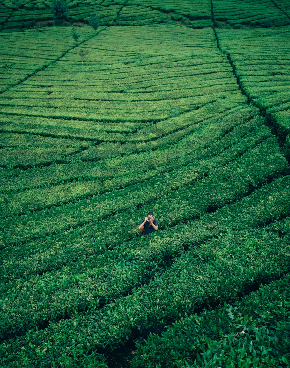 aerial photography of man in middle of plant field holding camera