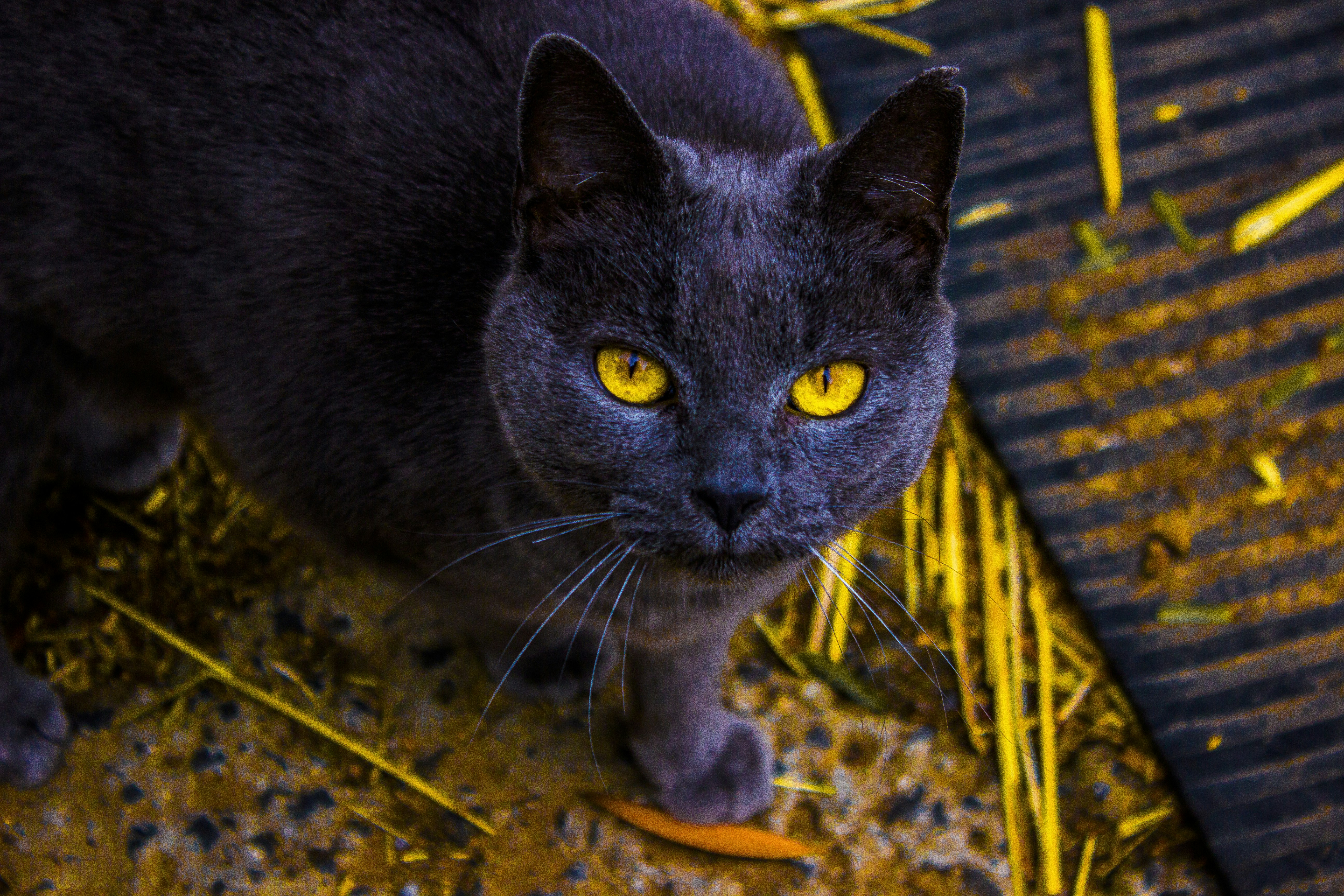 Free Unsplash photo from Matty Sievers