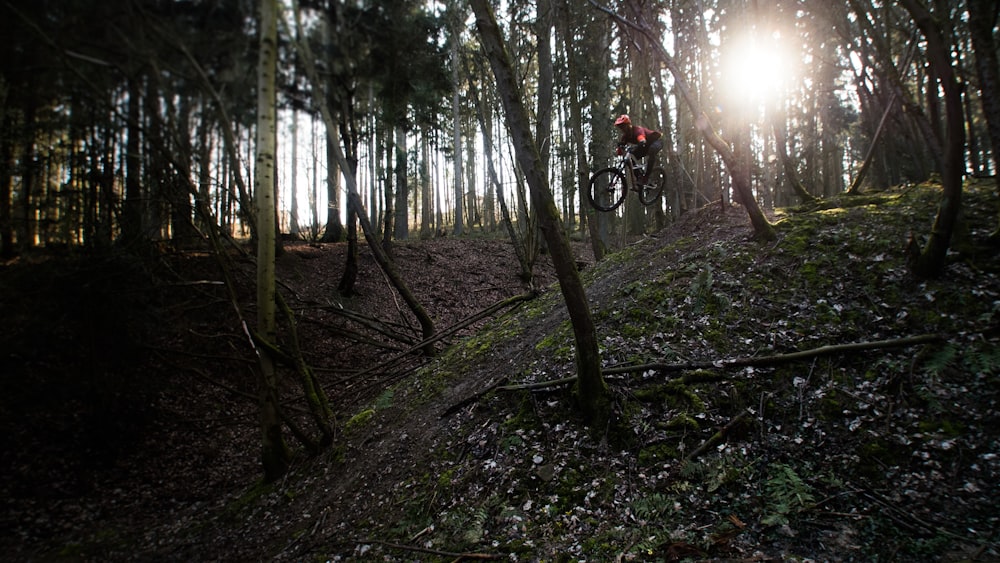 Photographie en accéléré de la forêt