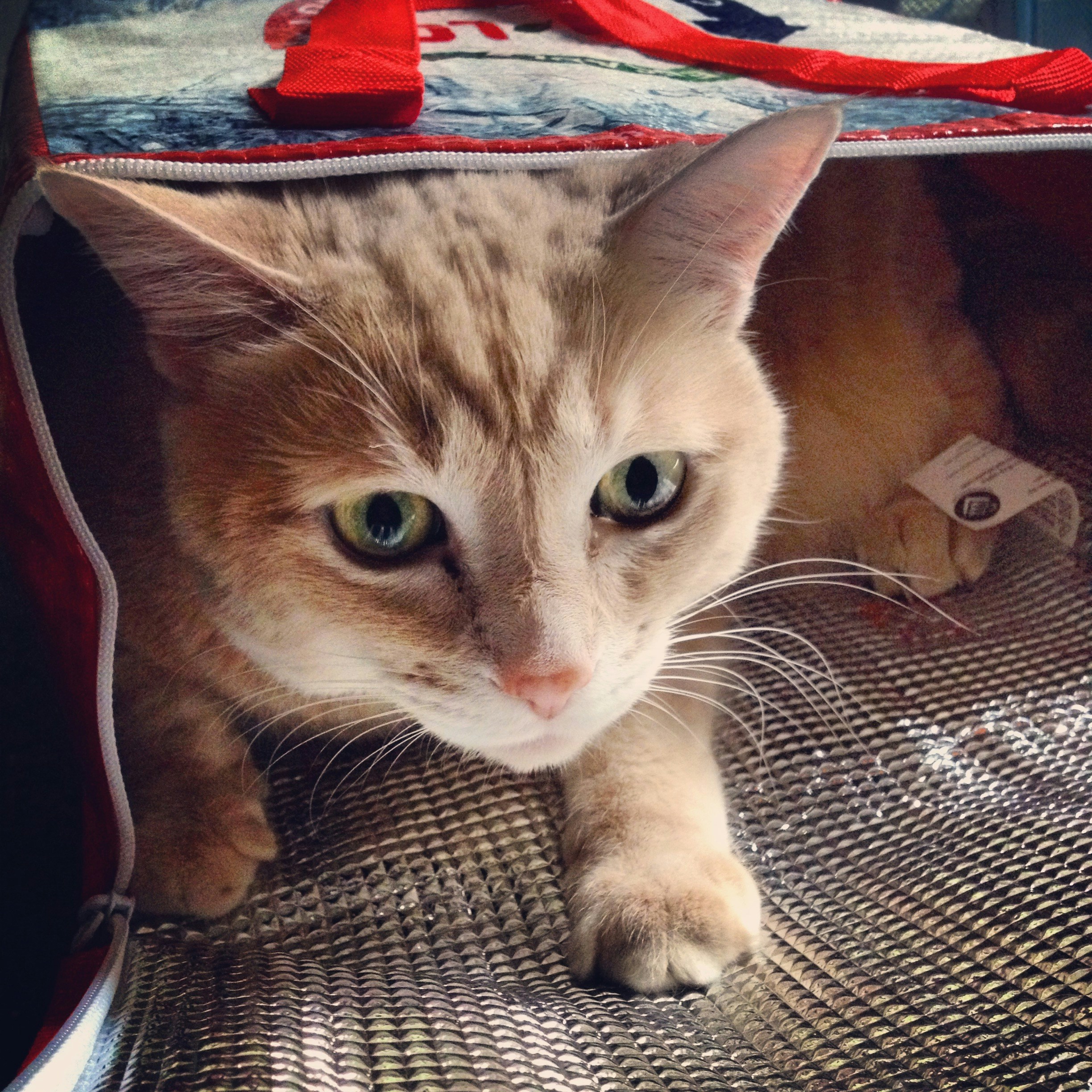 Free Unsplash photo from Sarah Alyce