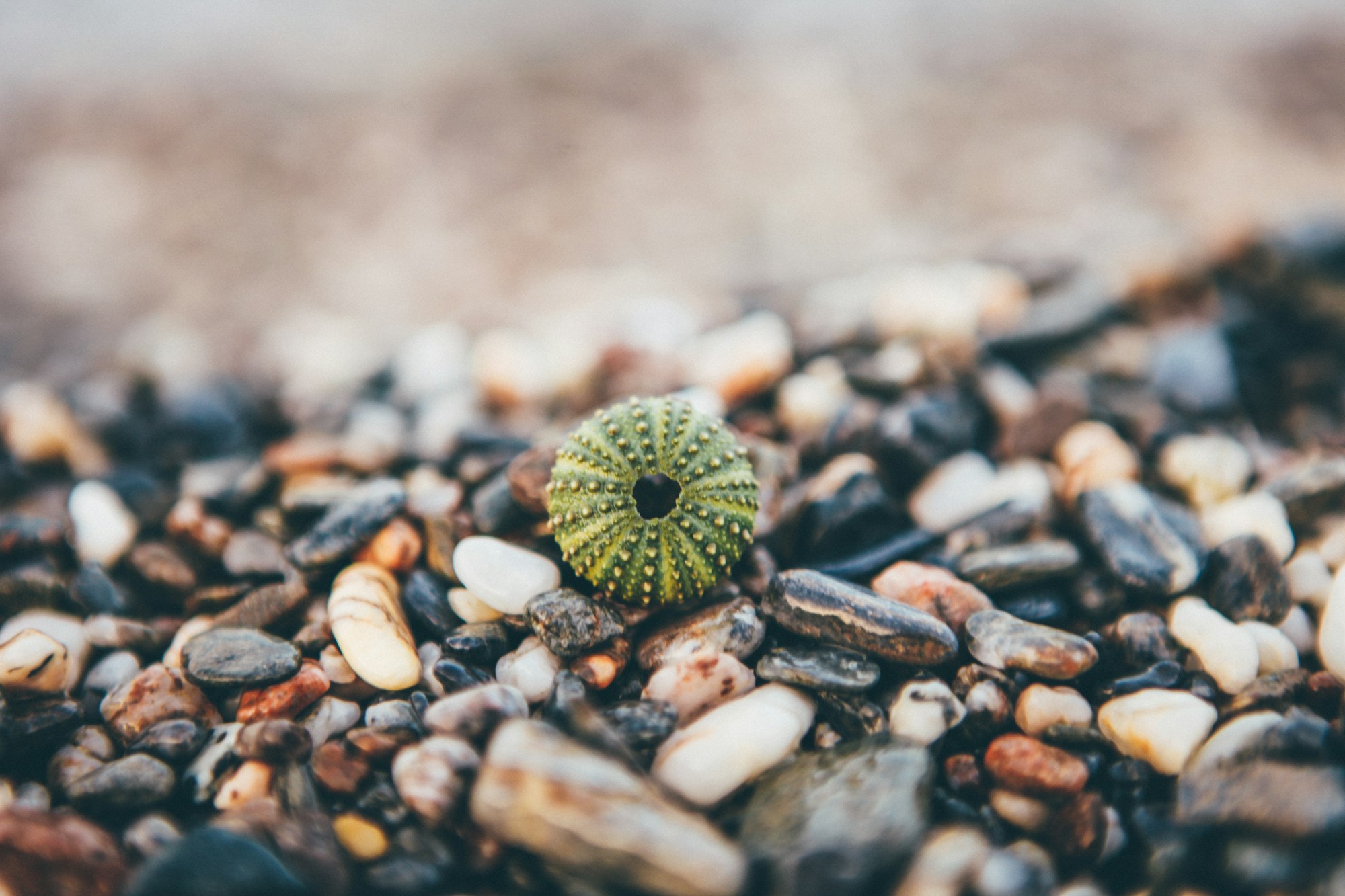 Shell on pebble beach