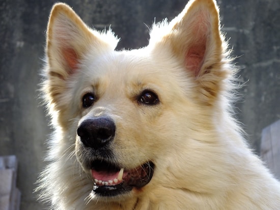 A close-up of a fluffy, light-colored dog with large ears and a content expression. The background is slightly blurred, allowing focus on the dog's features, such as its eyes and mouth.