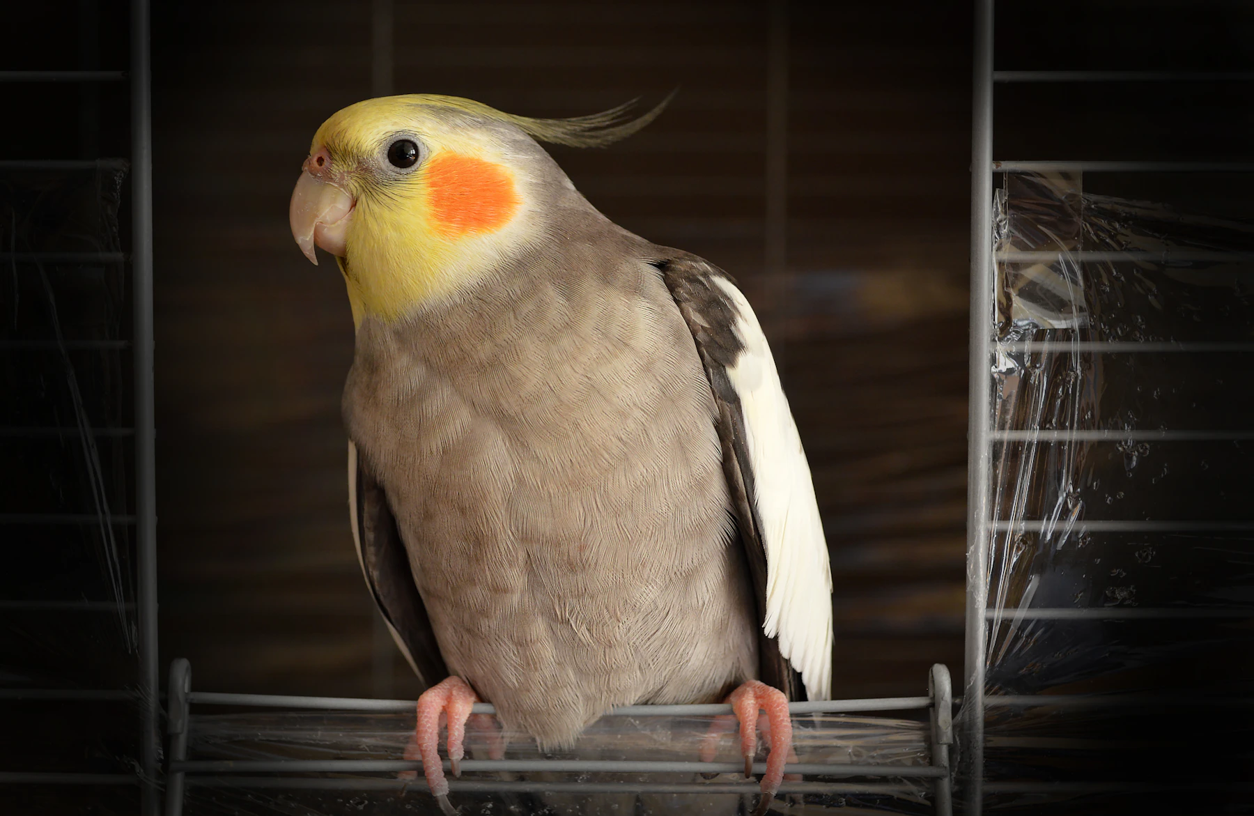 A grey cockatiel with a yellow face standing on top of its wire cage