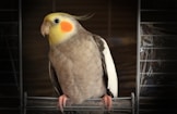 cockatiel on wire bird cage