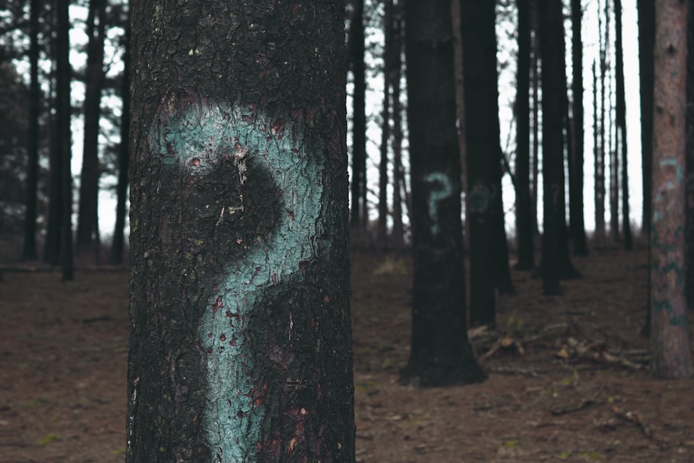 árboles del bosque marcados con signos de interrogación
